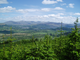 whinlatter forrest  june 2010 003.jpg